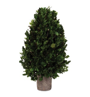 Boxwood Topiary