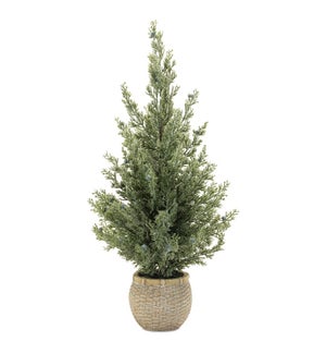 Potted Mini Pine Tree