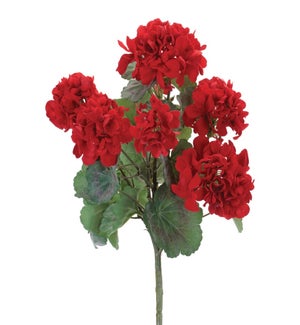 Geranium Bush