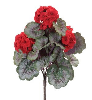 Geranium Bush