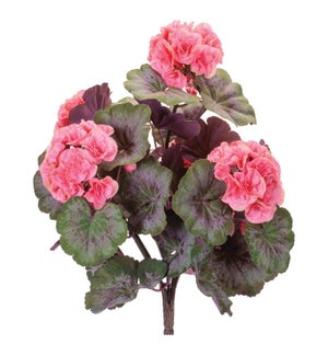 Geranium Bush