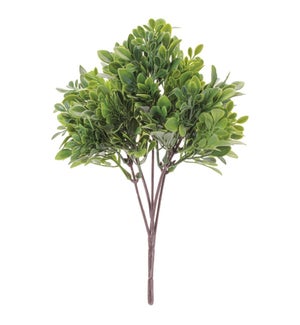 Boxwood Bush