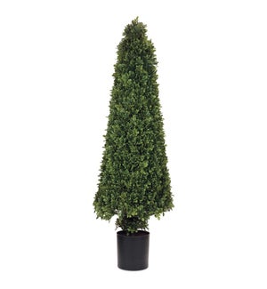 Potted Boxwood Cone Topiary