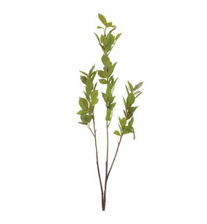 Leaf Branch