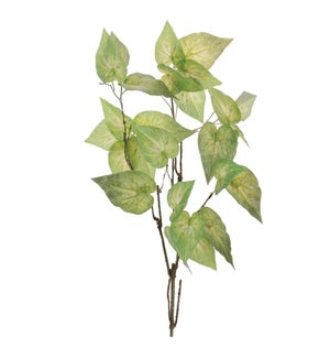 Anthurium Leaf Branch