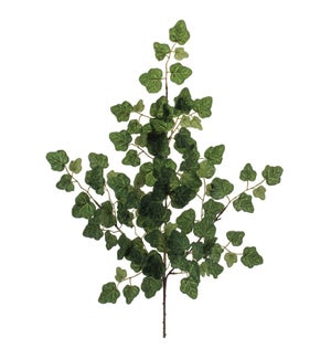 Ivy Spray