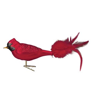 Large Red Cardinal