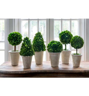 Collection of Boxwood Topiaries, set of 6