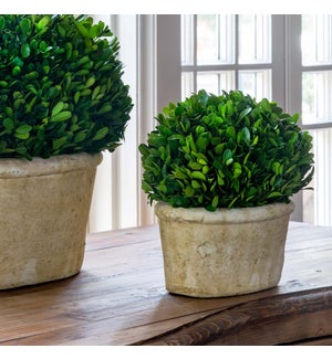 Potted Oval Preserved Boxwood, Small