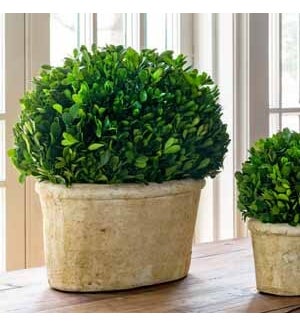 Potted Oval Preserved Boxwood, Large