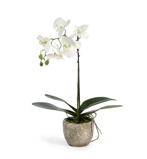 Phalaenopsis Orchid Plant in Concrete Pot Small