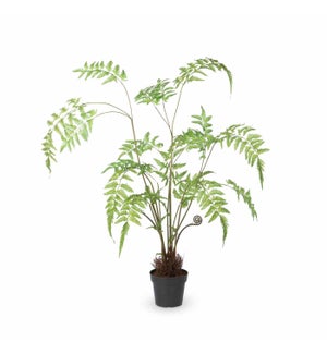Forest Fern Plant in Growers Pot, Small