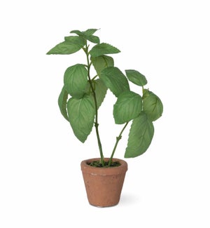 Basil Plant in Windowsill Pot