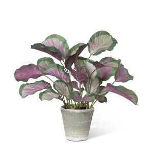 Calathea Plant, Potted, Pink Green
