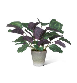 Calathea Plant, Potted, Green