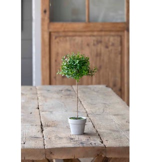 Boxwood Topiary, Petite