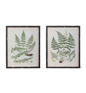 Botanical Study Fern Prints, 2 Assorted Styles