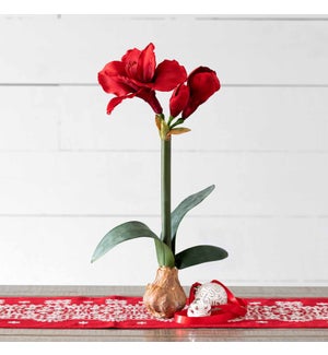 Amaryllis in Bulb Pot Red