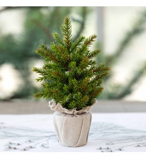 Frosted Mini Spruce Seedling in Pot Small
