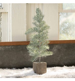 Frosted Mini Spruce Seedling in Pot Medium
