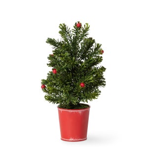 Mini Spruce Tree in Red Bucket