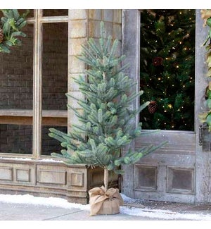 60" Burlap Wrapped Blue Spruce Seedling with LED Battery Lights