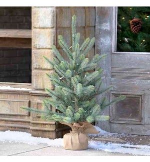 36" Burlap Wrapped Blue Spruce Seedling with LED Battery Lights