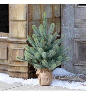 24" Burlap Wrapped Blue Spruce Seedling with LED Battery Lights