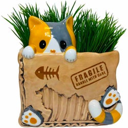 Cat In The Box Planter