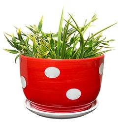 Mushroom Spotted Planter