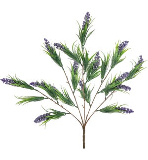 Flrl Lavender Bush