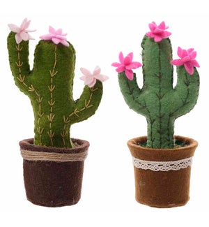 Fab Cactus in Pot 2 Asst