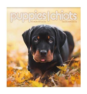 Puppies (Bilingual French)