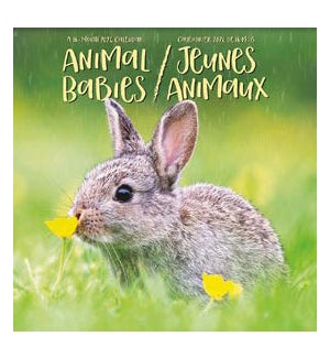 Animal Babies (Bilingual French)