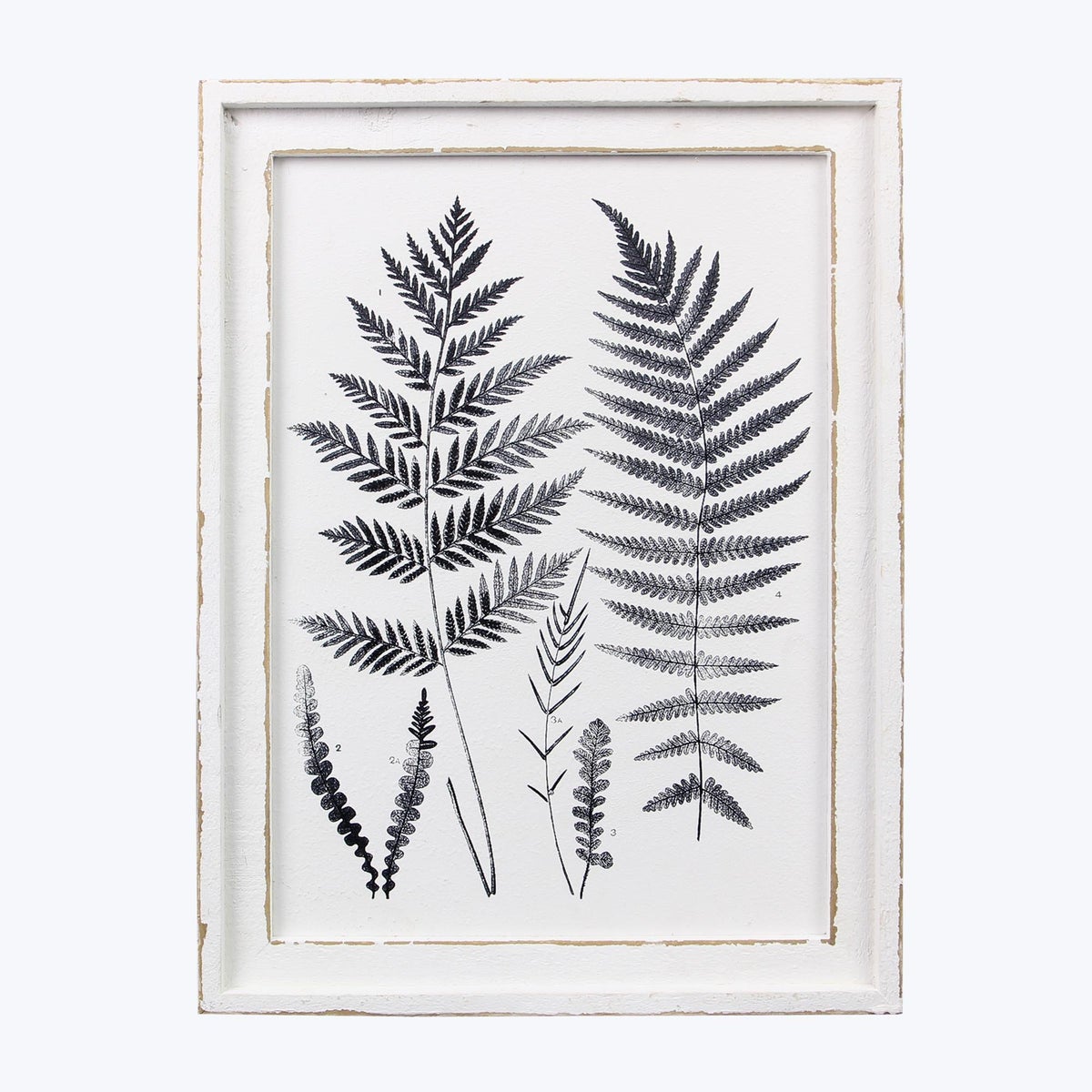 Wood Framed Botanical Wall Art botanical black and white SDS