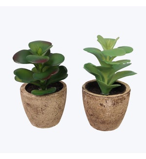 Artificial Potted Succulents, 2 Ast
