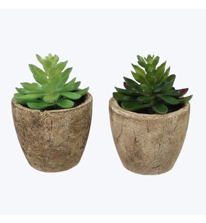 Artificial Potted Succulents 2 Assorted