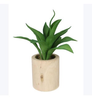 Artificial Agave in Wood Case