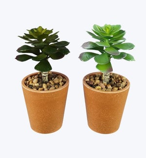 Artificial Succulents in Terracotta Like Pot, 2 Assorted