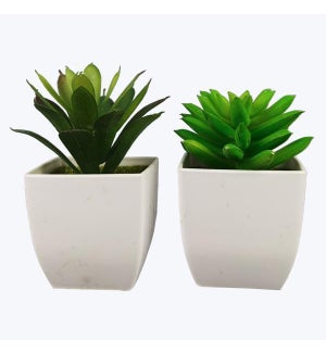 Artificial Succulents in White Pot, 2 Assorted