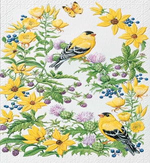 FR/Goldfinch in Thistle