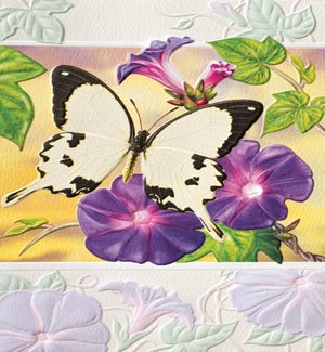 EN/Mocker Swallowtail