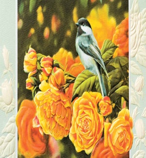 SY/English Roses