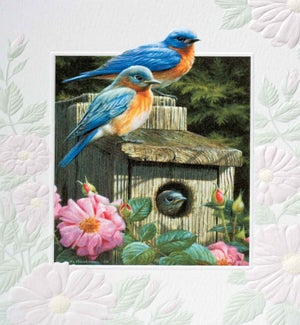 BL/Garden Bluebirds