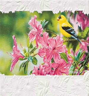 BL/Goldfinch in Azaleas