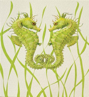 BL/Seahorse Duo