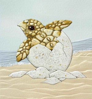 BL/Turtle Hatching