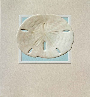 BL/Sand Dollar