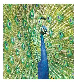 BL/Peacock