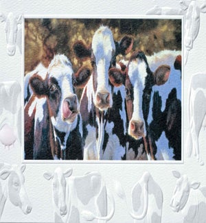 BD/Dairy Queens